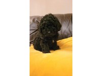 red toy poodle for sale near me